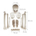 Dekoratívne kosti na Halloween, RD23868