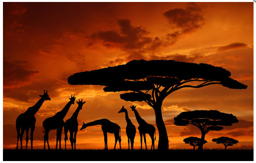 Obraz na plátne 50x70cm AFRIKA ŽIRAFY oranžovo-čierny 