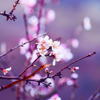 Obraz na plátne 30x30cm Japonská čerešňa Sakura 2 